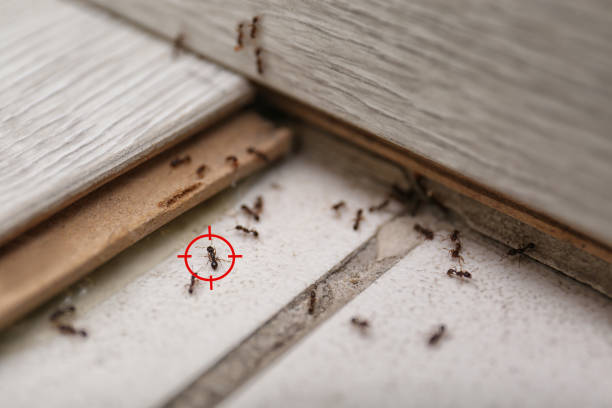 Best Affordable Pest Control Services  in Des Peres, MO