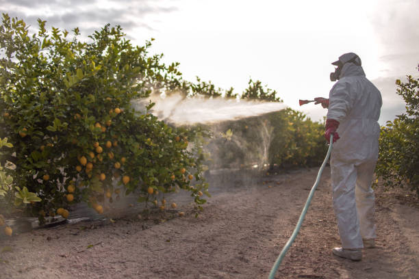 Professional Pest Control in Des Peres, MO